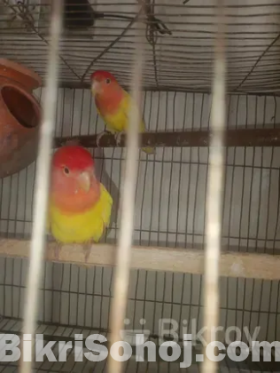 Lutino opaline love bird